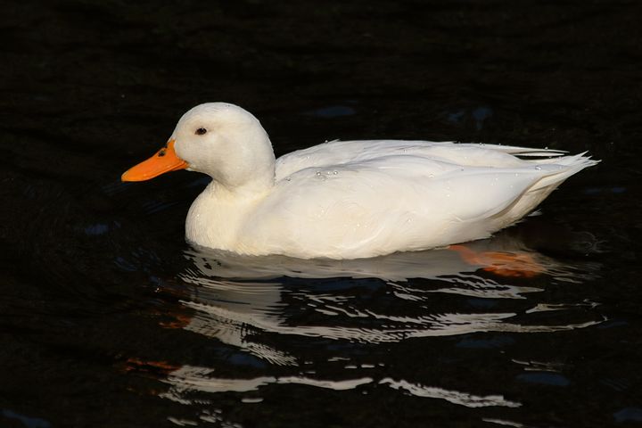 Patos Pekín blancos - Próximamente