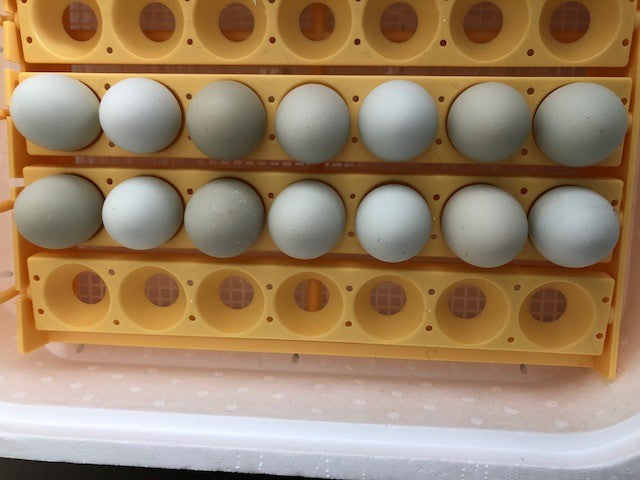 Easter Egger BANTAM -- Upcoming Hatches