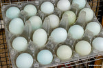 Schijndelaar -- Disponible ahora
