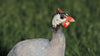 Guineas -- Pearl Grey -- Upcoming