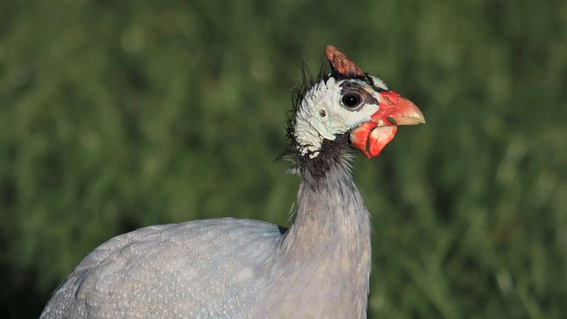 Guineas -- Gris Perla -- Próximamente