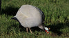 Guineas -- Pearl Grey -- Upcoming