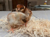 Blue Laced Red Wyandotte -- Available Babies