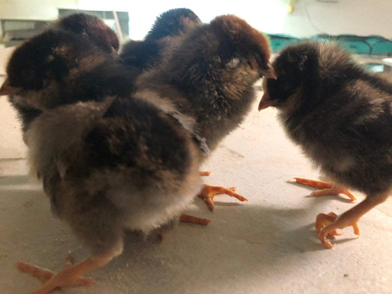 Blue Laced Red Wyandotte -- Available Babies