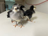 Silverudds Azul - Disponible ahora 