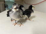 Silverudds Azul - Disponible ahora 