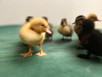 Collection Baby Ducks -- Upcoming