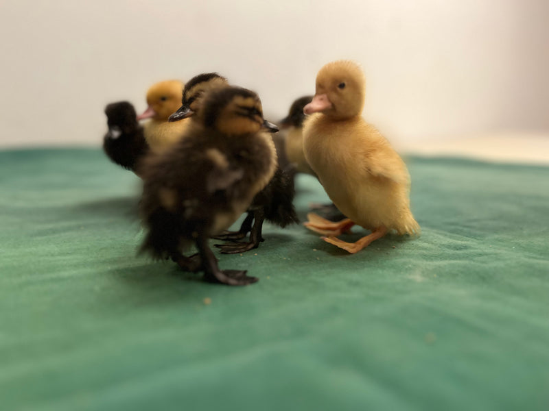 Collection of Early Baby Ducks -- Upcoming