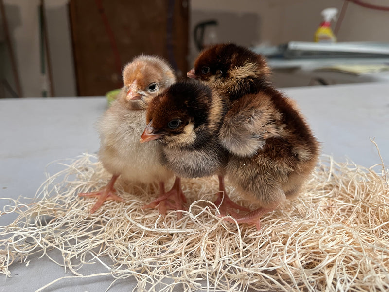 Blue Laced Red Wyandotte -- Available Babies