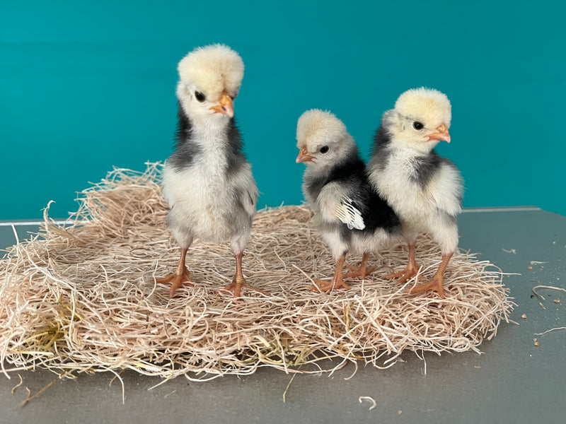 Polish White Crested Black Color -- Available Babies