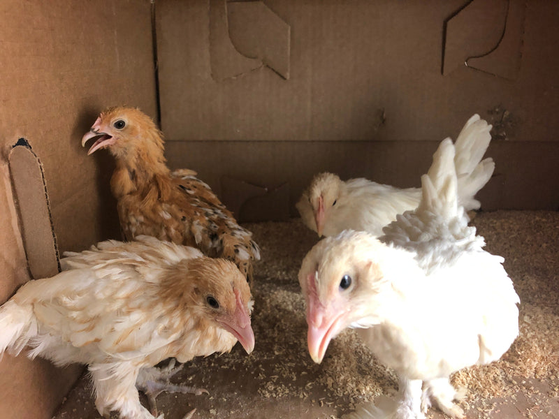 Mille Fleur D'uccles Bantams - Disponible ahora