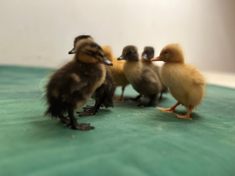 Collection Baby Ducks -- Upcoming