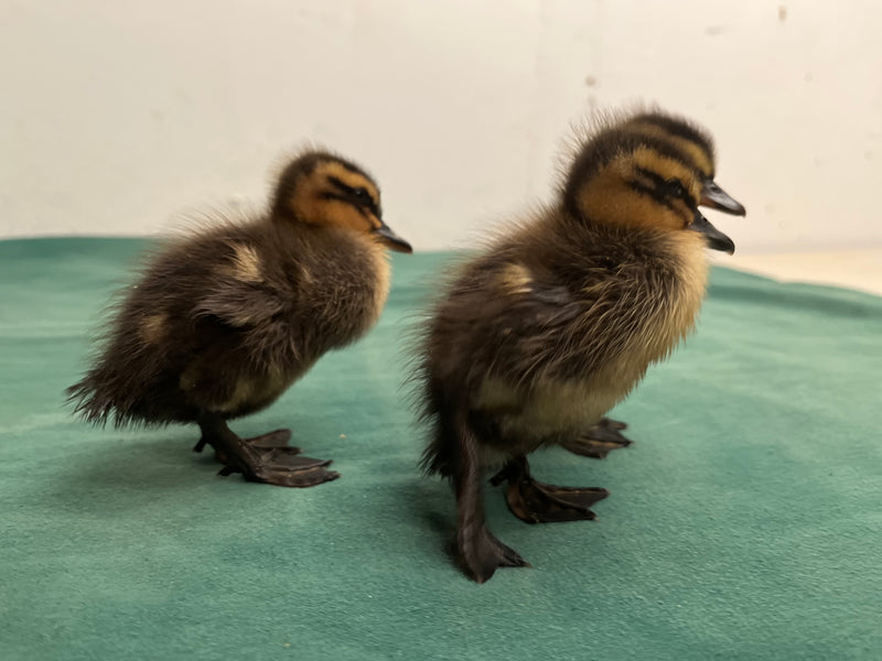 Rouen Ducks -- Upcoming