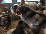 Blue Laced Red Wyandotte -- Available Babies