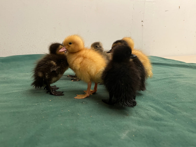 Collection Baby Ducks -- Upcoming