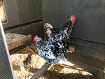 Pita Pinta Asturiana (Black Mottled) -- Available Now