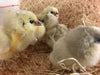 Splash Ameraucanas (True Ameraucanas...not Easter Eggers) -- Available Babies