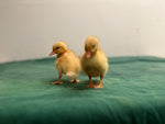 White Pekin Ducks -- Upcoming