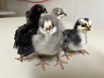Silverudds Azul - Disponible ahora 