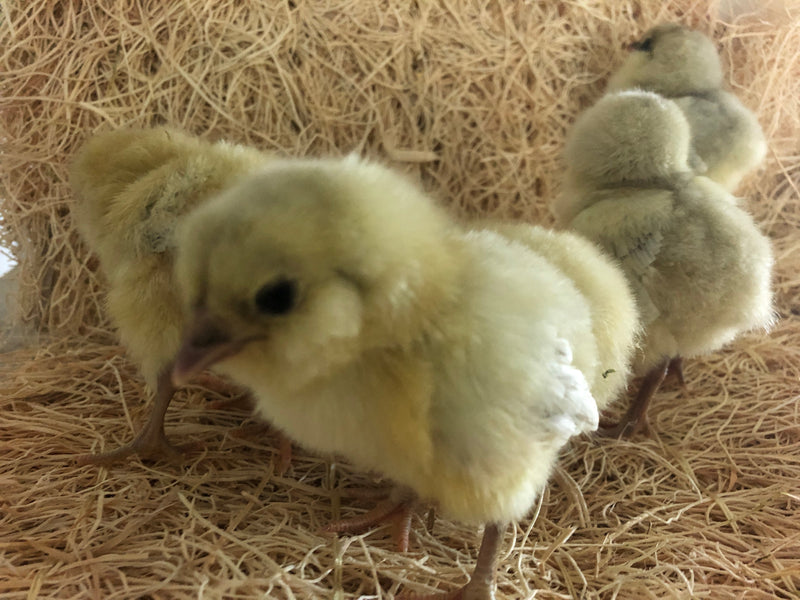 Splash Ameraucanas (True Ameraucanas...not Easter Eggers) -- Available Babies