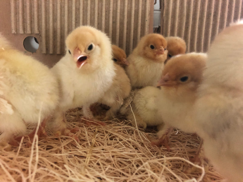Cochin Bantams -- Frizzled and Smooth -- Available Now