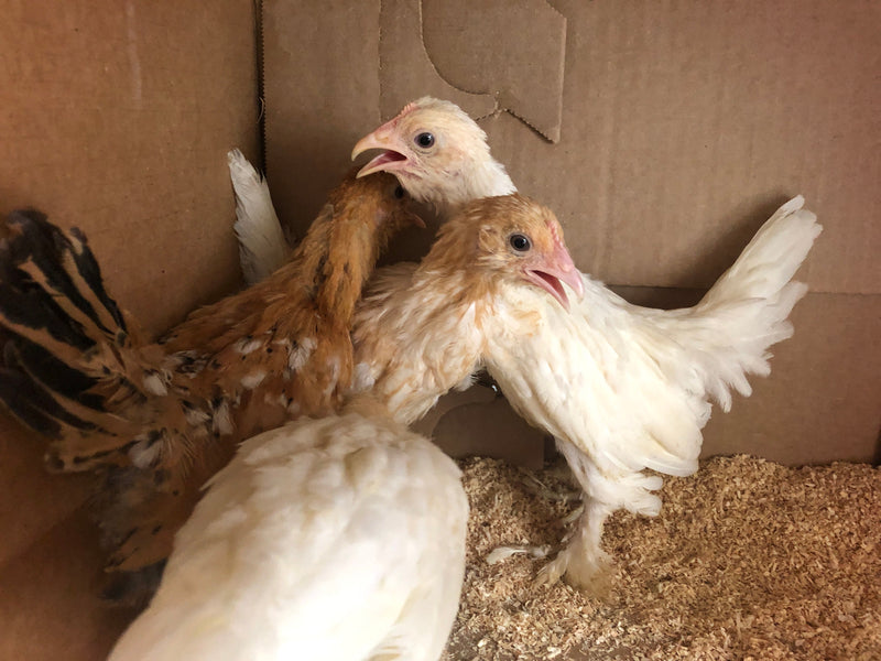 Mille Fleur D'uccles Bantams - Disponible ahora