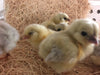 Splash Ameraucanas (True Ameraucanas...not Easter Eggers) -- Available Babies