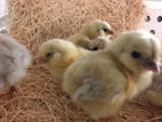 Splash Ameraucanas (True Ameraucanas...not Easter Eggers) -- Available Babies