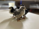Silverudds Azul - Disponible ahora 