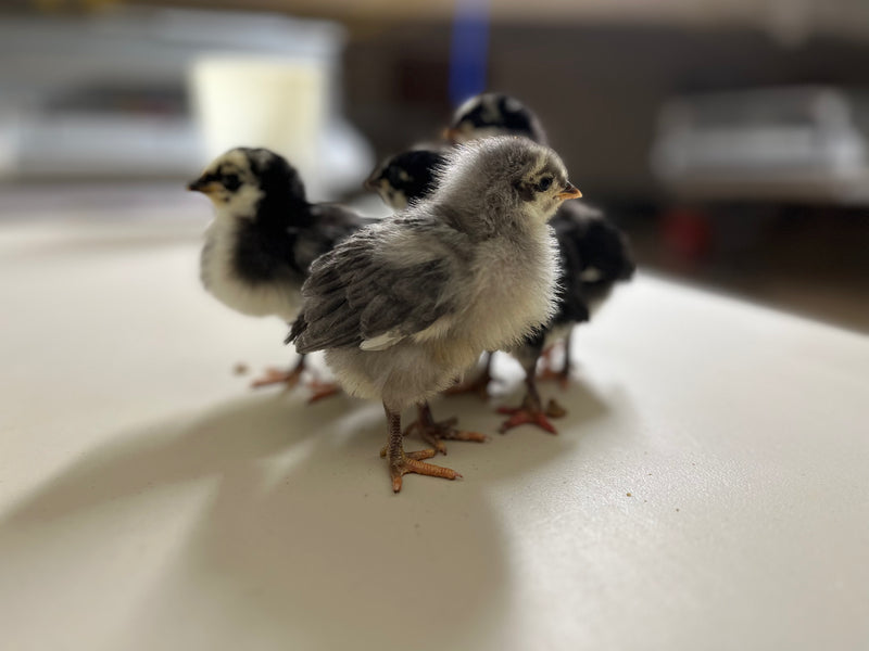 Silverudds Azul - Disponible ahora 