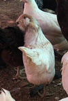 Easter Egger Different Colors -- Over 18 weeks old