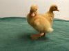 White Pekin Ducks -- Upcoming