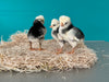 Polish White Crested Black Color -- Available Babies