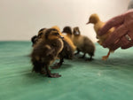 Collection Baby Ducks -- Upcoming