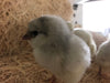 Splash Ameraucanas (True Ameraucanas...not Easter Eggers) -- Available Babies