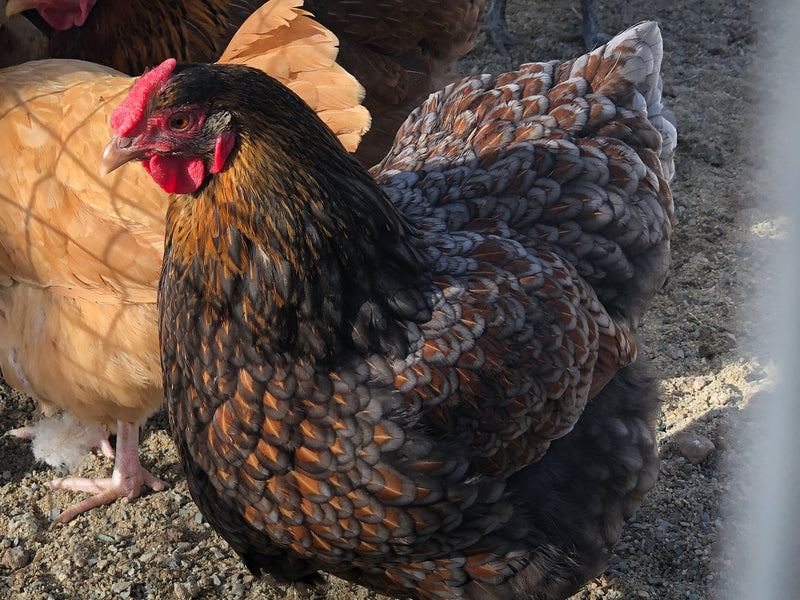 Blue Laced Red Wyandotte -- Available Now