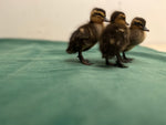 Rouen Ducks -- Upcoming