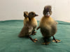 Blue Swedish Ducks -- Upcoming