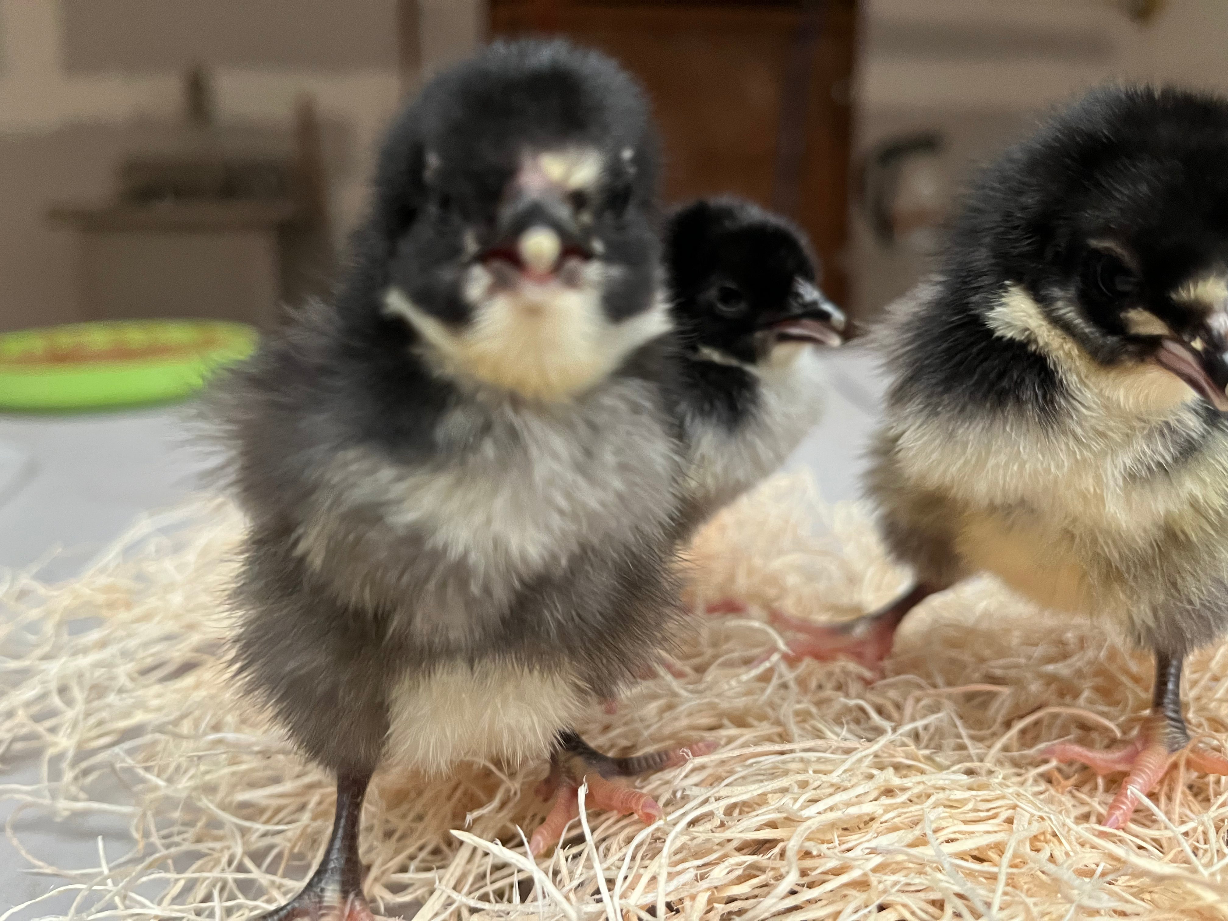 Where Can I Buy Jersey Giant Chickens Black Jersey Giants | Heritage Poultry Farm