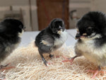Black Jersey Giants -- Available Babies