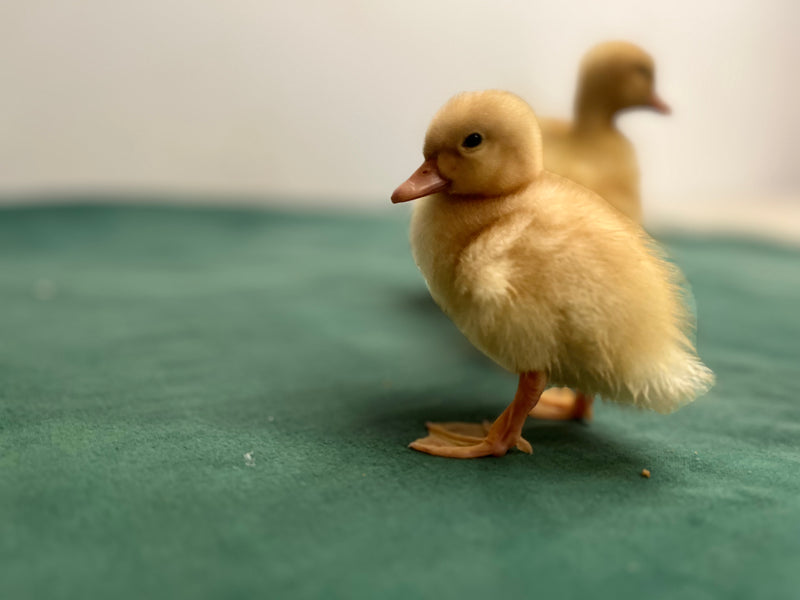 White Pekin Ducks -- Upcoming