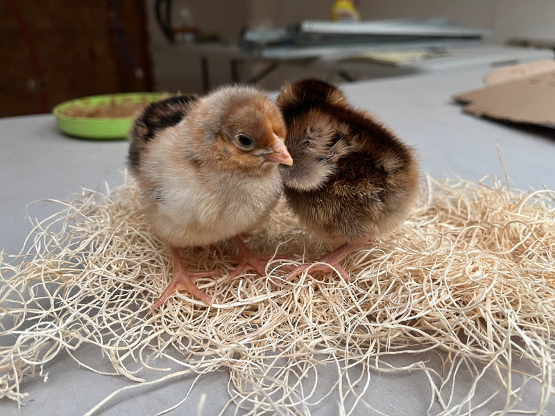 Blue Laced Red Wyandotte -- Available Babies