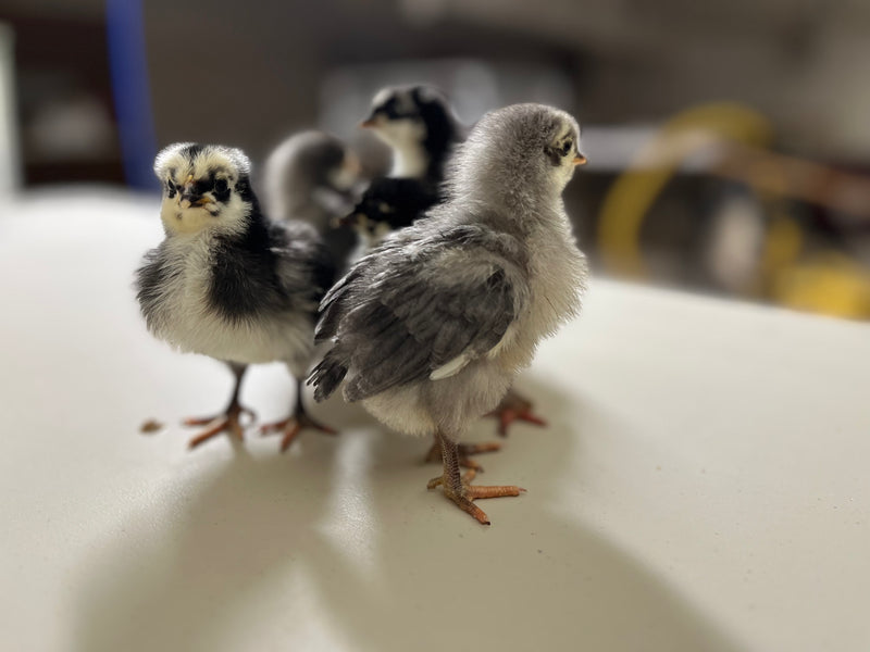 Silverudds Azul - Disponible ahora 