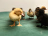 Collection of Early Baby Ducks -- Upcoming