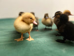 Collection of Early Baby Ducks -- Upcoming