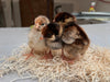 Blue Laced Red Wyandotte -- Available Now