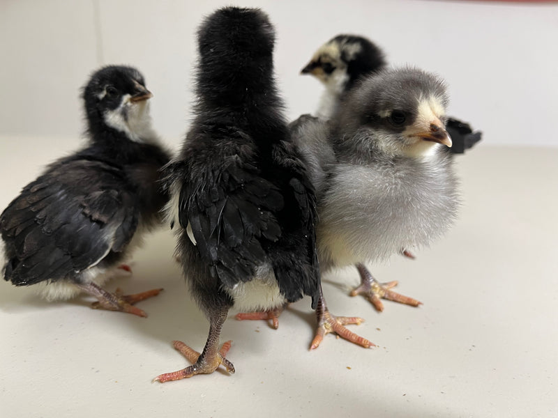 Silverudds Azul - Disponible ahora 
