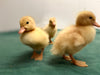 White Pekin Ducks -- Upcoming