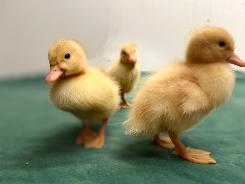 White Pekin Ducks -- Upcoming