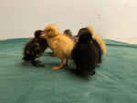 Collection of Early Baby Ducks -- Upcoming